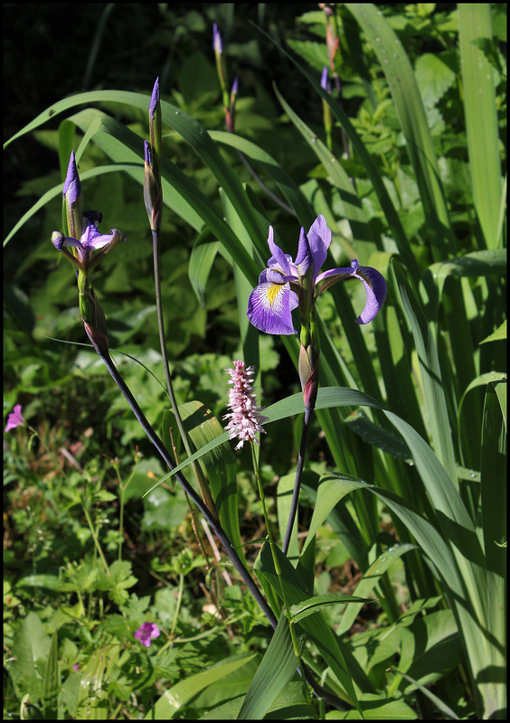 Iris x robusta avec Bistorte (1)