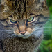 Scottish wild cat.3jpg