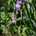 Iris x robusta avec Bistorte (2)
