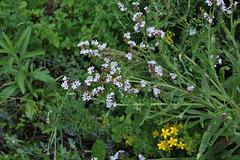 Anchusa officinalis , forme claire- Buglosse blanche