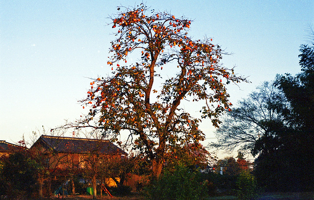 Persimmon tree in the morning sun
