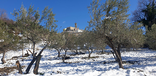 Bomba, Through the Olive Trees