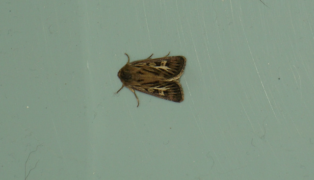 oaw - antler moth