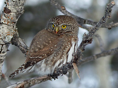 Same tiny Northern Pygmy-owl