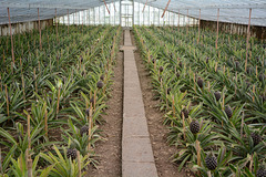 Azores, Island of San Miguel, Orangery in the Plantation of Pineapples A Arruda