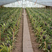 Azores, Island of San Miguel, Orangery in the Plantation of Pineapples A Arruda