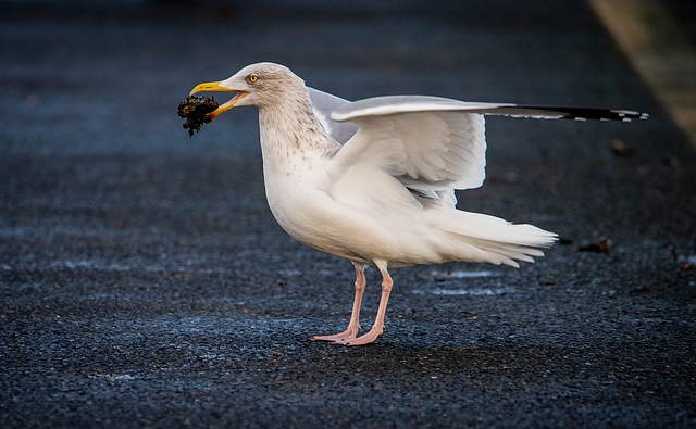 Gull with its lunch