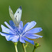 Green-veined White  ~ Klein geaderd witje (Pieris napi) in backlight on a Cuckoo-flower...