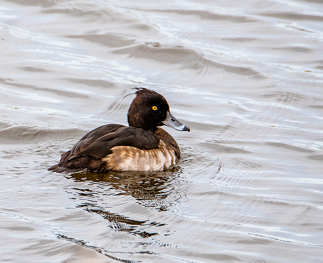 Tufted duck2