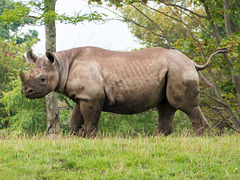 Black rhino (1)