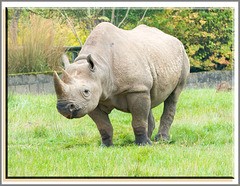 Black rhino (2)