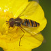 IMG 7879Hoverfly