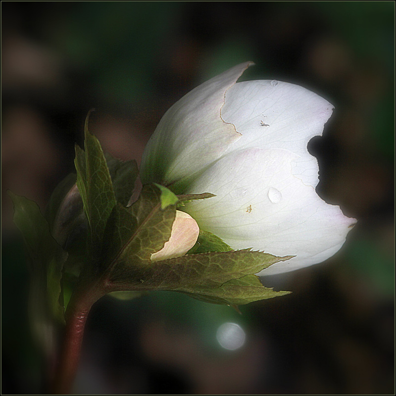Une fleur par jour.... - Page 9 44392700.44d9079a.800