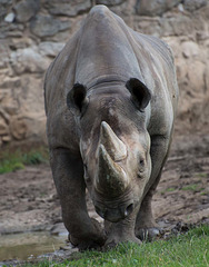 Black rhino (3)