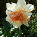 SoS[22] - Daffodils - {5 of 23}