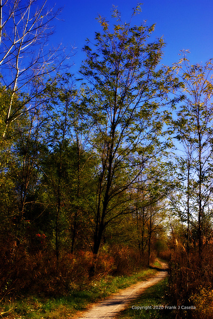 Autumn Tree Along the Trail