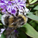 Bumble bee IMG_5872