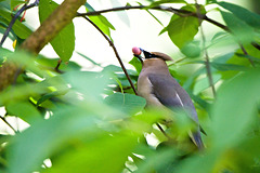 Cedar Waxwing with red berry