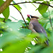 Cedar Waxwing with red berry