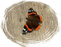 Red Admiral in Winter !!!