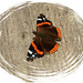 Red Admiral in Winter !!!