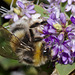 Bumble Bee IMG_5875