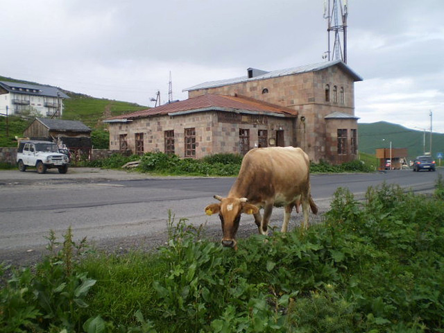 Cow grazing on the roadside.