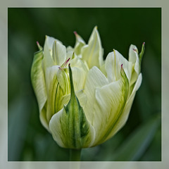 Emerging Tulip