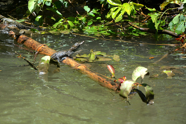 Mexico, Canyon of Sumidero, Baby Alligator on the Snag