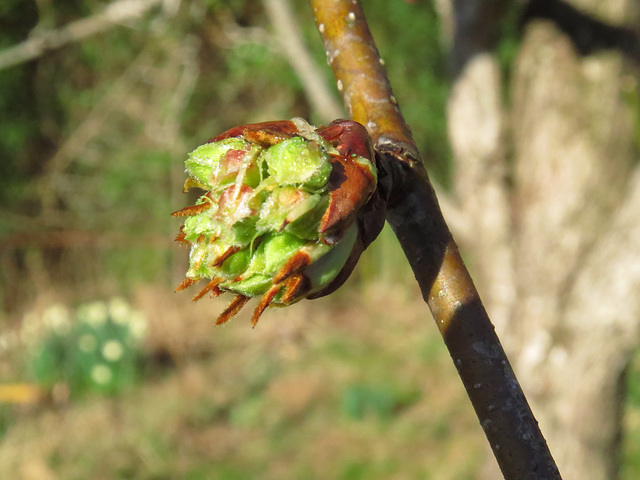 Pear flower buds