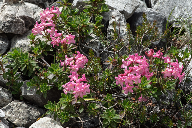 Rhododendron hirsutum, Behaarte Alpenrose - 2017-07-20_D4_DSC2826