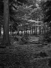 Yellow leaves among the green of Pines Black and White conversion