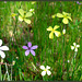 Soft-focus Spring wild flowers