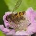 IMG_5791Hoverfly