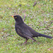Blackbird (2)