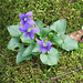 Violets on bed of moss
