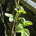 SoS[22] - rugosa's spring leaves