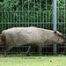 Es war einmal ... ein Wasserschwein - 2007 (Wilhelma)