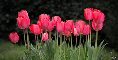 Our Developing Trip and Breathtaking Pink Tulips (+1 inset)