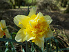 SoS[22] - Daffodils - {8 of 23}