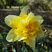 SoS[22] - Daffodils - {8 of 23}