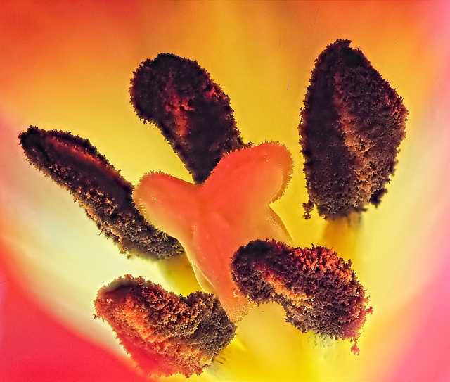 Inside a Tulip Flower