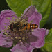 IMG_5783 Hoverfly