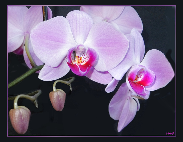 Beauty of orchids... ©UdoSm