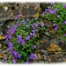 Flowers on a Yorkshire Wall