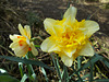 SoS[22] - Daffodils - {9 of 23}