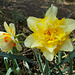 SoS[22] - Daffodils - {9 of 23}