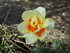 SoS[22] - Daffodils - {10 of 23}