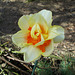 SoS[22] - Daffodils - {10 of 23}