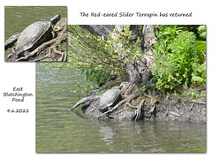 Red-eared Slider East Blatchington Pond 4 6 2022